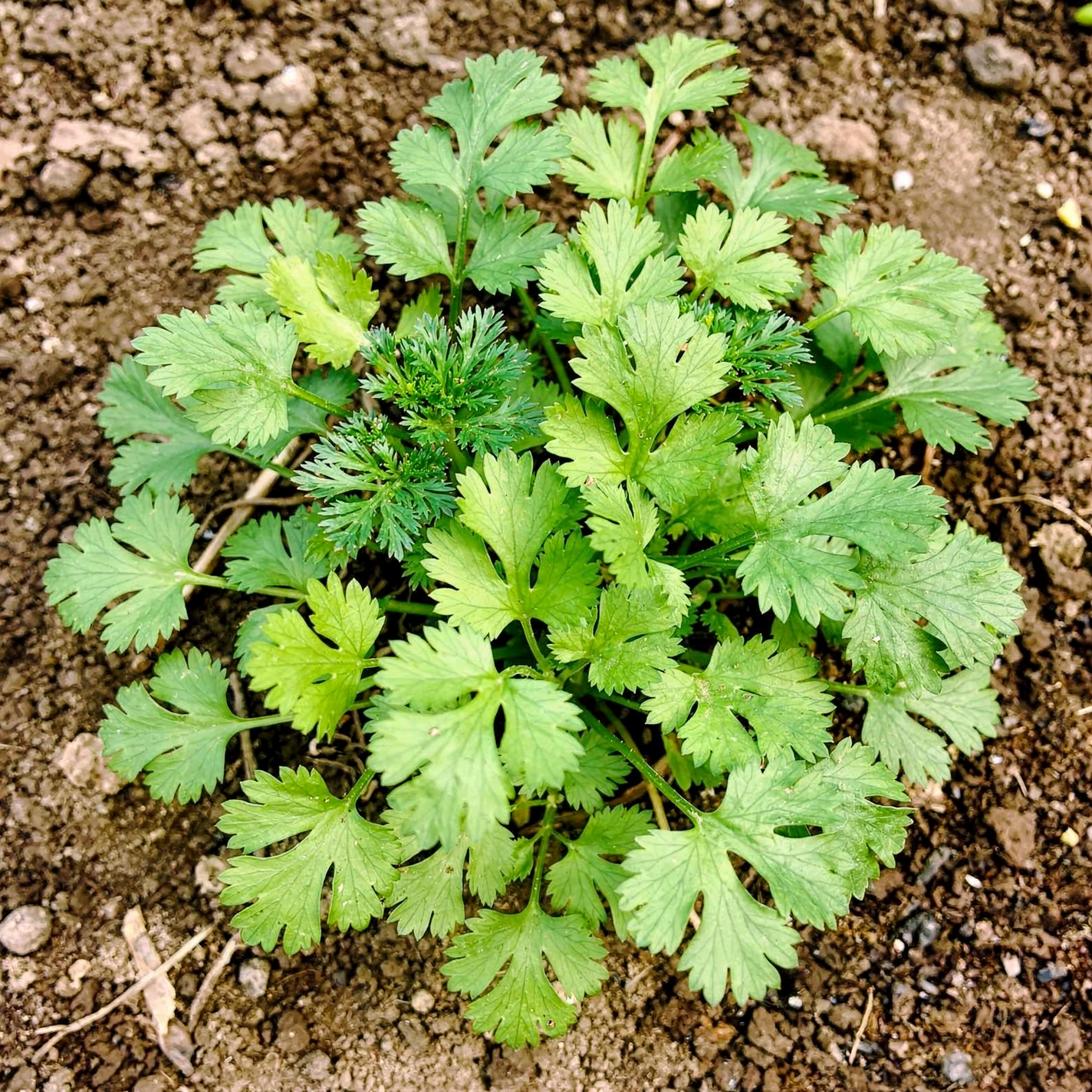 Cilantro — hero (AI-generated reference image)